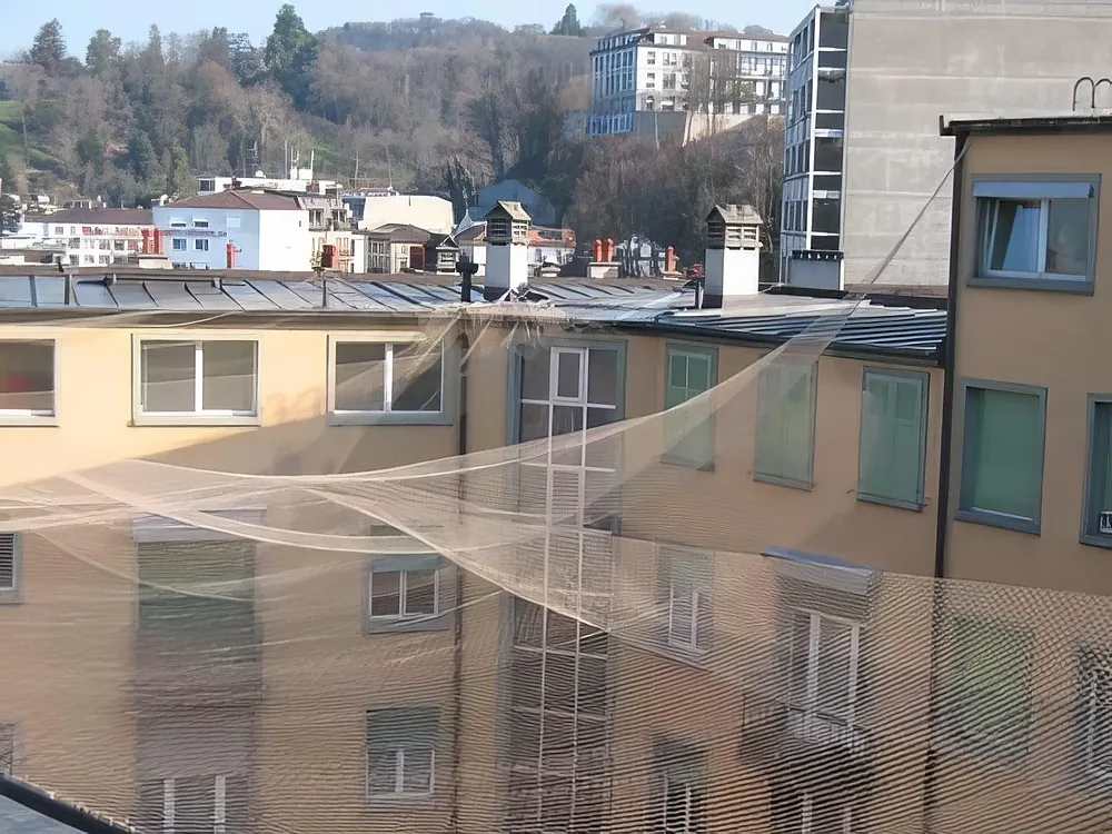 Anti-pigeons